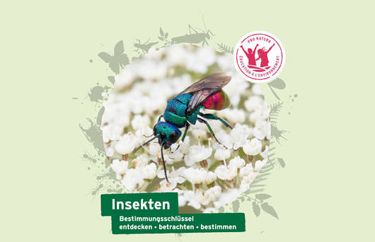 Bestimmungsschlüssel Insekten von Pro Natura