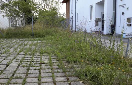 Die Natur erobert sich ihren Platz zurück: Aus dem grauen Parkplatz wird ein blühender Trockenstandort. © Andrea Haslinger