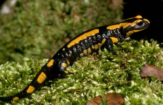 Die Larven des Feuersalamanders fühlen sich in stillen, quellnahen Gewässern wohl. © Gerhard Sturm
