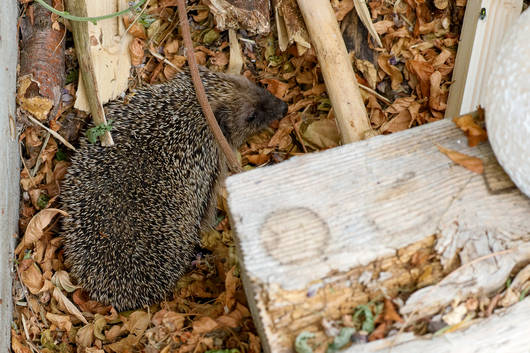 Ein Igel streift durchs Laub.