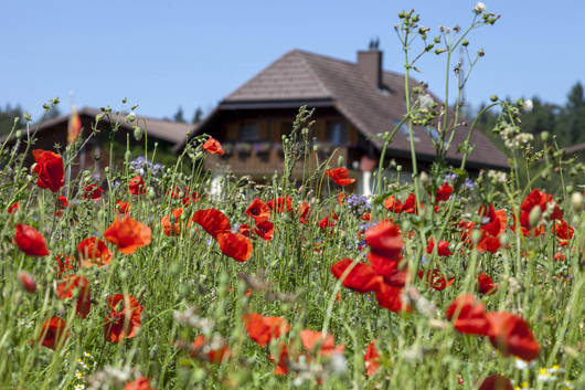 Biodiversität verpachten © Matthias Sorg