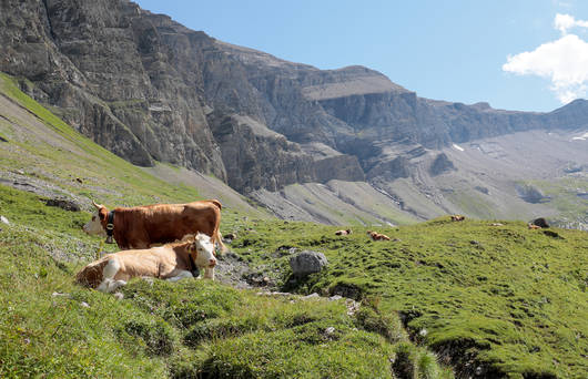 Hornkühe in den Bergen © Matthias Sorg