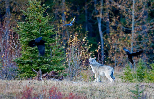 Wolf und Aasfresser