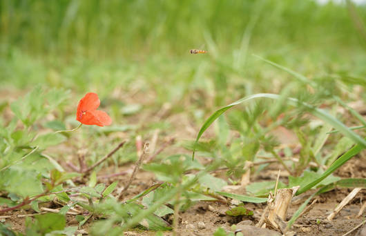 Mohnblume mit Schwebefliege auf Buntrache