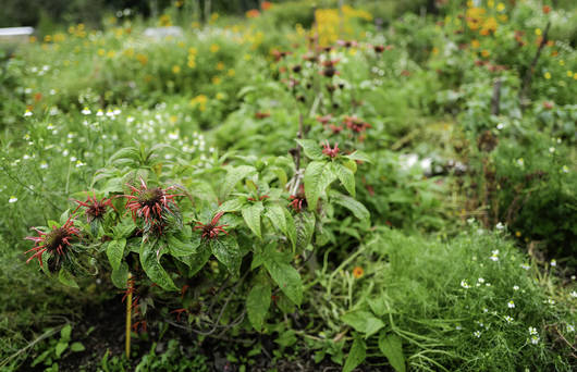 Kräutergarten mit Goldmelisse, Kamille und Co.