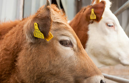 Vache © Matthias Sorg