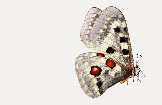 Apollon © Pro Natura