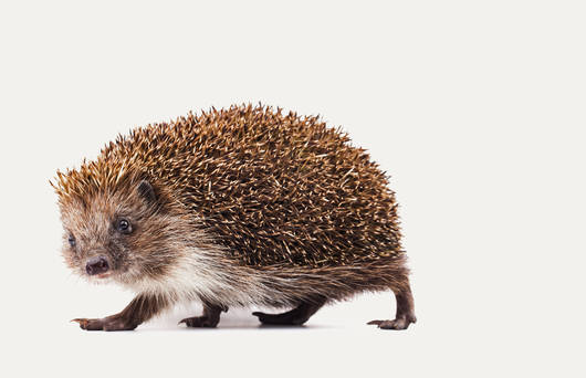 Hérisson © Pro Natura