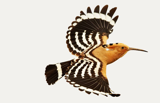 Huppe fasciée © Pro Natura
