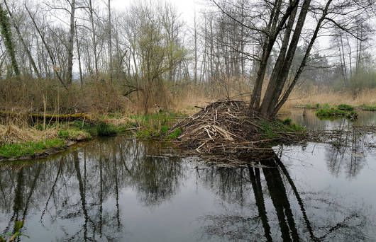 Biberbau im Seeland BE © Matthias Sorg