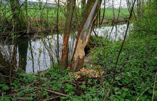 Frassspuren entlang dem Bach © Matthias Sorg