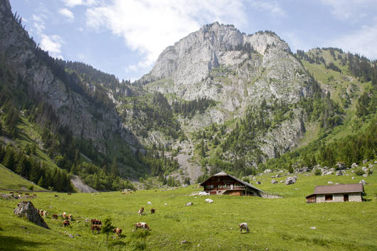 Alp Chlus oberhalb Boltigen mit Kühen