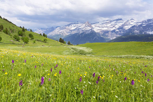 Blumenwiese oberhalb Leysin VD