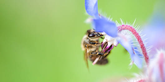 Ape da miele su un fiore di borragine