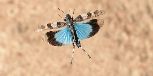 Blickwinkel: Blauflügelige Ödlandschrecke © F. Perseke