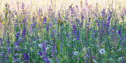 Blumenwiese Bremgartenfriedhof Bern