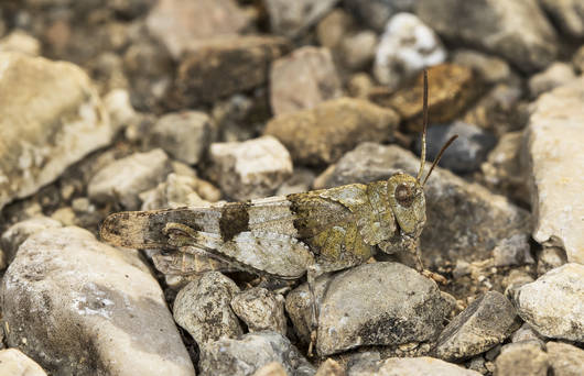 Gut getarnt: Blauflügelige Ölandschrecke