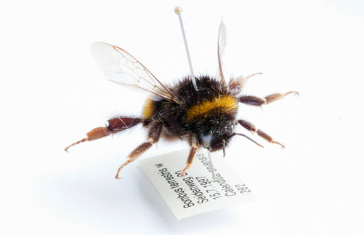 Abeille sauvage naturalisée
