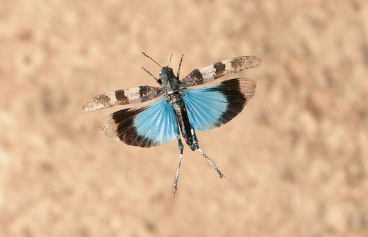 Blauflügelige Ödlandschrecke im Flug