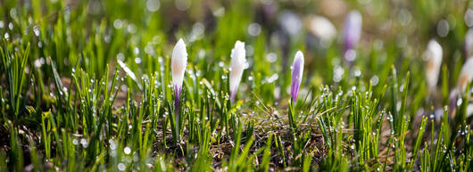 Frühling in den Bergen beginnt mit der Krokusblüte © Matthias Sorg