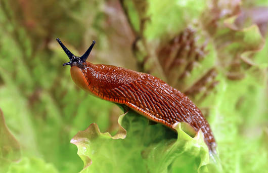 Spanische Schnecke auf einem Salatblatt