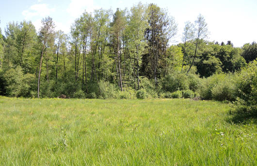 Blick ins Moor