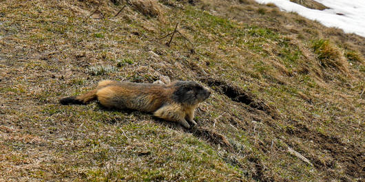 Murmeltier liegt ausserhalb seines Baus an der Sonne © Matthias Sorg
