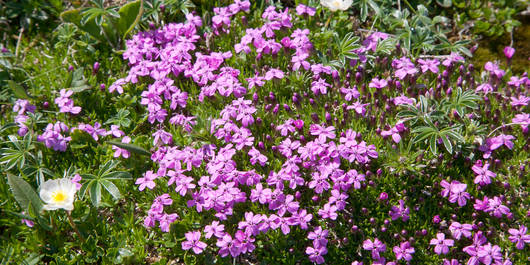 Stängellose Leimkraut (Silene acaulis), eine typische Polsterpflanze alpiner Rasen