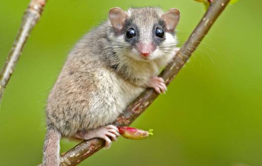 Le lérot, petit animal cousin du loir et rongeur nocturne