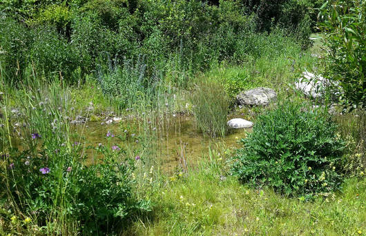 Strukturvielfalt im Siedlungsraum ist für Glühwürmchen attraktiv.