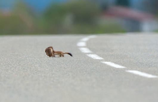 Lauf, Hermelin, lauf! Das dichte Strassennetz in der Schweiz fordert eine unbekannte Zahl an Opfern unter der Hermelin-Population.