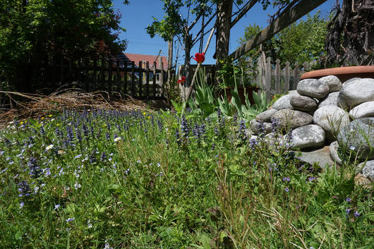 Naturgarten mit artenreichem Blumenrasen und Steinhaufen 