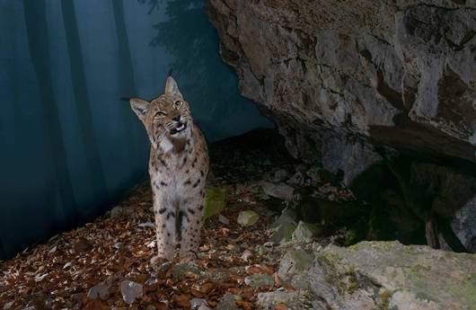 Luchs im Solothurner Jura