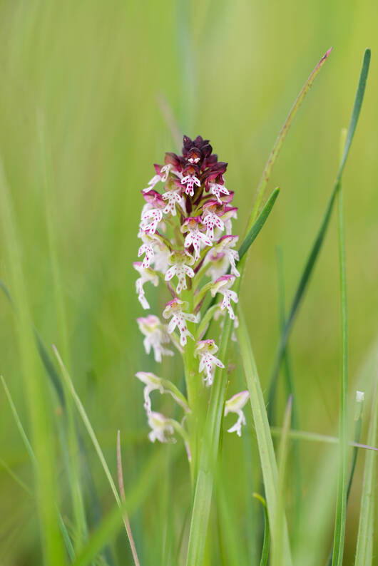 Orchis brûlée