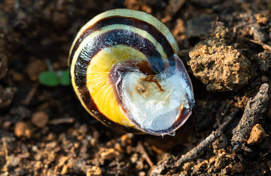 Hain-Schnirkelschnecke bei Trockenheit 