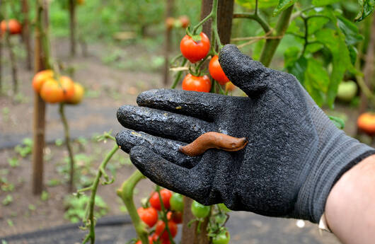 Spanische Wegschnecke auf einer Hand