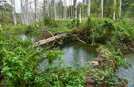 Bibersee Marthalen ZH: Der Biber baut, Pro Natura sichert ihm vertraglich seinen Lebensraum. 