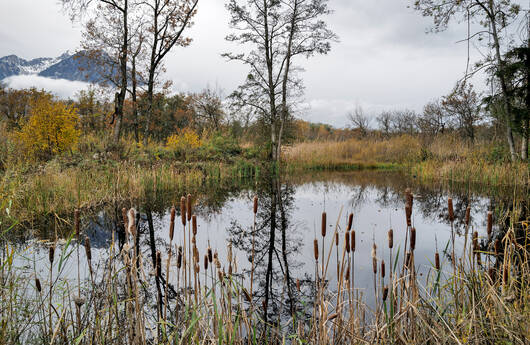 Les Grangettes (VD) ist ein Zugvogelreservat von internationaler Bedeutung.
