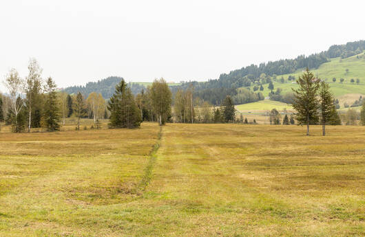 Pro Natura sichert den Fortbestand von Hochmooren in Rothenthurm.