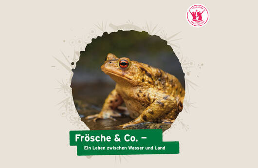 Titelbild Unterrichtshilfe Frösche & Co.
