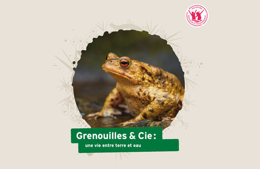 Cover Grenouilles & Cie.