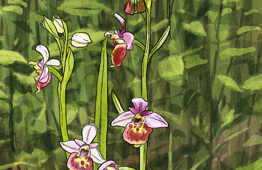 Illustration von Bienen-Ragwurz
