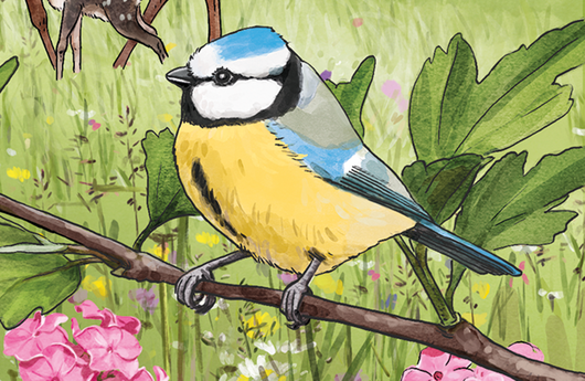 Illustration einer Blaumeise