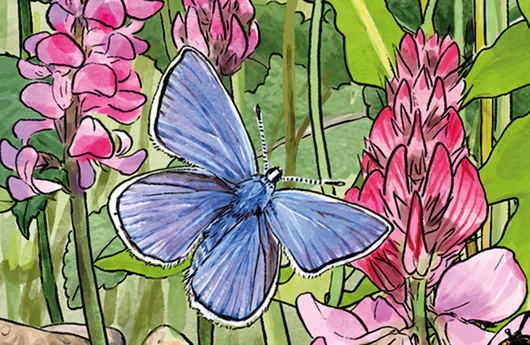 Illustration eines Esparsetten-Bläulings