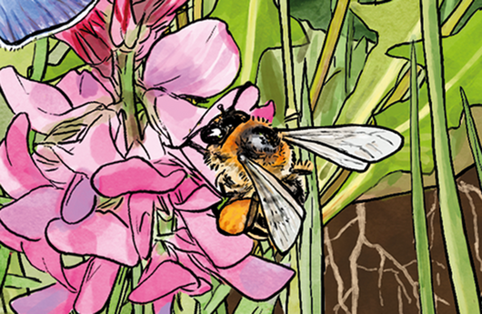 Illustration einer Esparsetten-Sägehornbiene