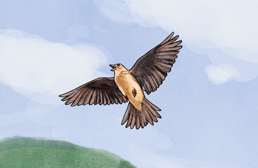 Illustration einer Feldlerche