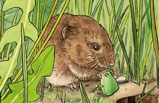 Illustration einer Feldmaus