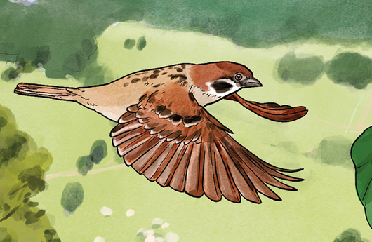 Illustration eines Feldsperlings