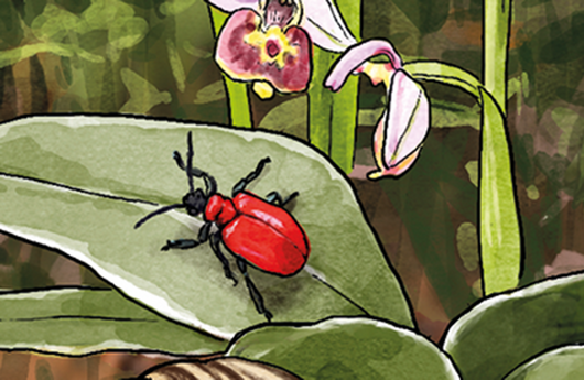 Illustration von Scharlachrotem Feuerkäfer