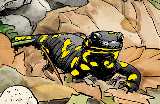 Illustration eines Feuersalamanders